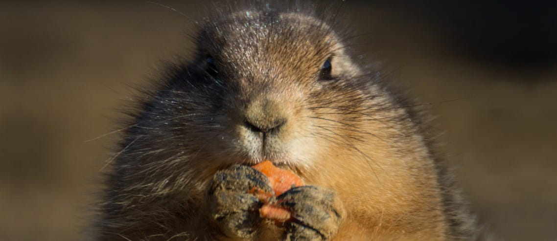 İçerik Yazarı Nasıl Beslenir?